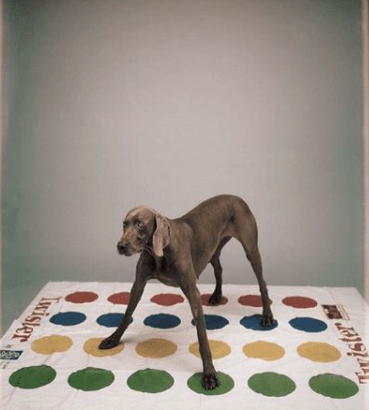 william wegman twister - Twister B